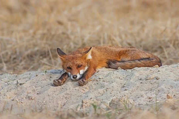 砂の上に怠惰に横たわるかわいい赤いキツネ — ストック写真