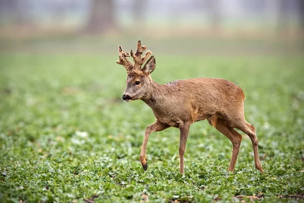 Cervos roe, capreolus capreolus, buck com chifres grandes cobertos de veludo andando . — Fotografia de Stock