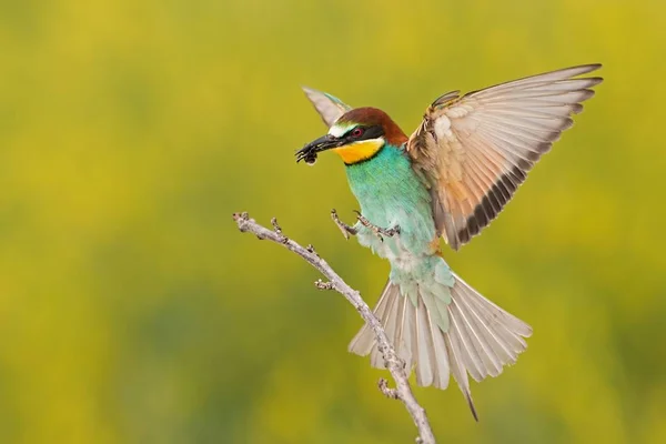 Bee-eater lądowania na gałązce z pszczoły w dziób — Zdjęcie stockowe