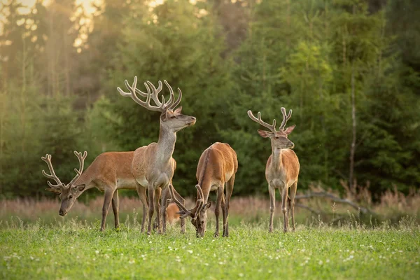 Herd of red deer stags with antlers covered in velvet in spring — Stock Photo, Image