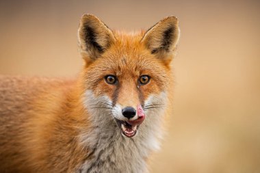 Kırmızı bir tilkinin başı, vulpes vulpes, dudakya yalama kameraya doğru bakıyor.