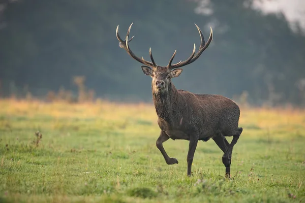 Corriendo ciervos rojos, cervus elaphus, ciervo a primera hora de la mañana . — Foto de Stock