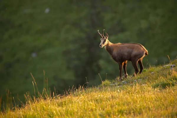 Alpine chamois, rupicapra rupicapra, in the mountains at sunset. — Stock Photo, Image