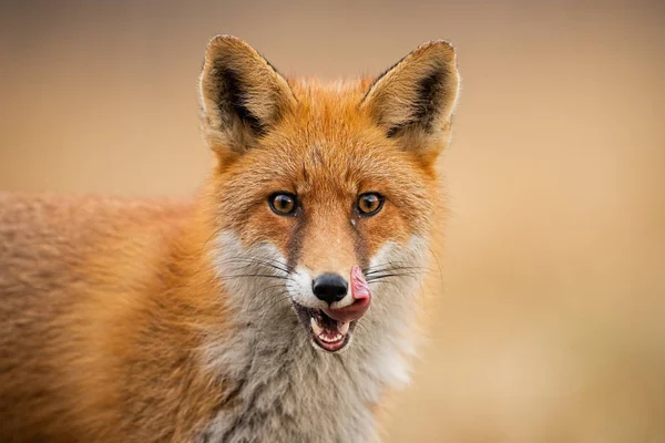 Cabeça de uma raposa vermelha, vulpes vulpes, olhando diretamente para a câmera lambendo lábios . — Fotografia de Stock