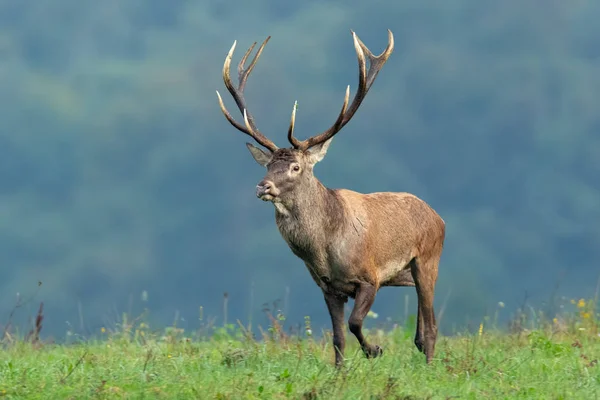 红鹿雄鹿在大自然中奔跑，短绿草和模糊背景 — 图库照片