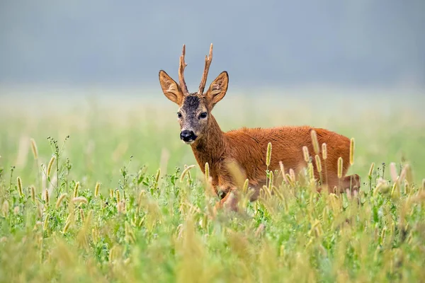 Ciervo de corzo paseando en hierba alta en verano — Foto de Stock