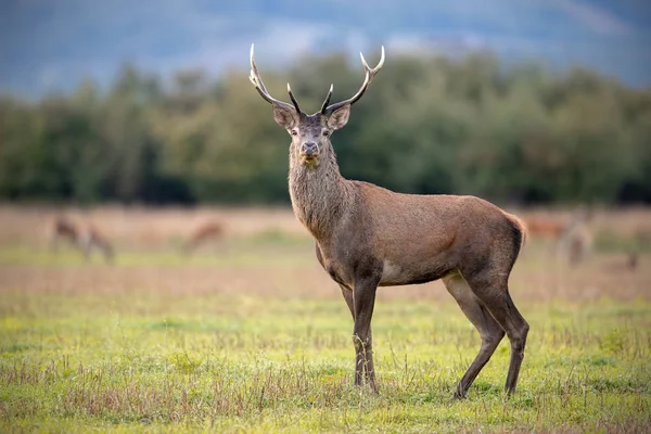 Young red deer stag in autmun watching on a meadow with herd in background. — 스톡 사진