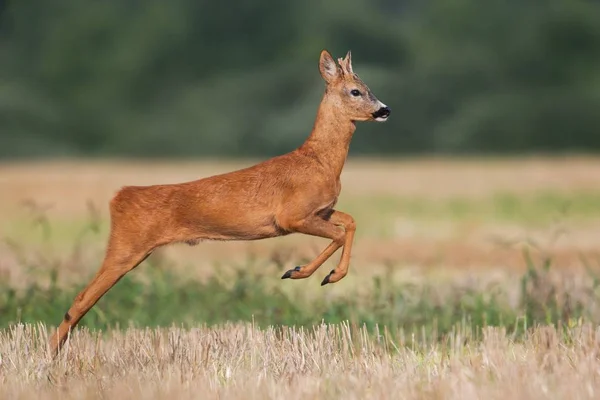 Roe deer buck running on a harvest field in summer