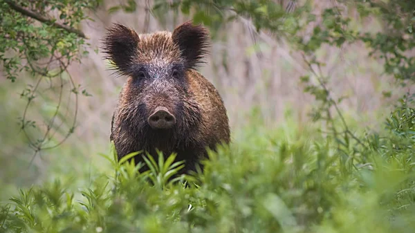 Jabalí salvaje parcialmente escondido en la vegetación alta en el verde bosque de primavera —  Fotos de Stock