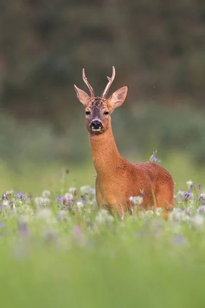 Verticale samenstelling van reeën Buck in de zomer tussen bloemen — Stockfoto