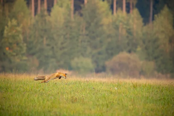 Caza de zorro rojo en un prado con bosque en el fondo en otoño . —  Fotos de Stock