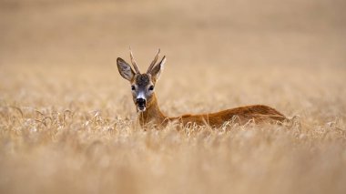 Karaca buck yaz çiğneme yüksek tahıl alanında ayakta.