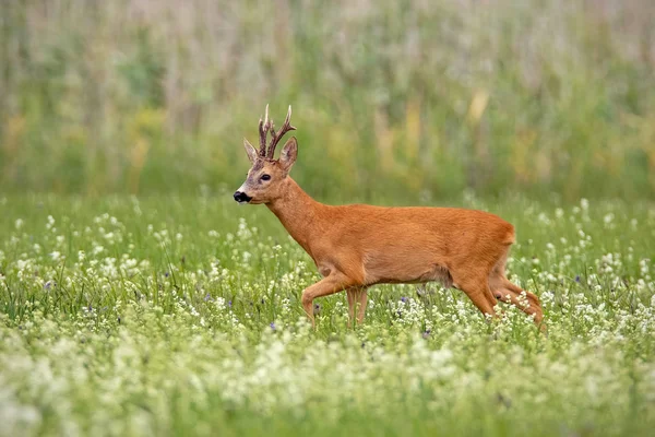 Roe deer buck with dark antlers walking on a meadow with wildflowers in summer — Stock Photo, Image