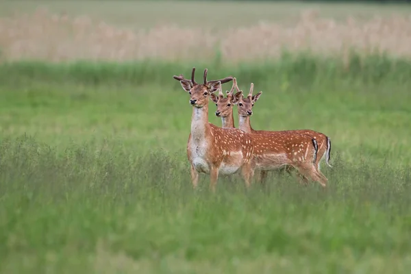 Tre dovhjort Stags på sommaren med växande horn täckt av sammet. — Stockfoto