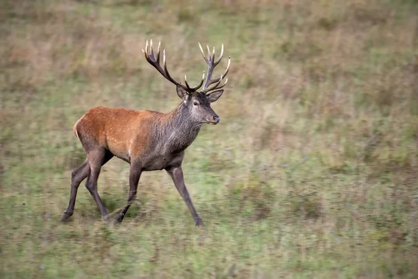 Sonbaharda kuru otlu bir çayırda yürüyen kırmızı geyik geyik — Stok fotoğraf