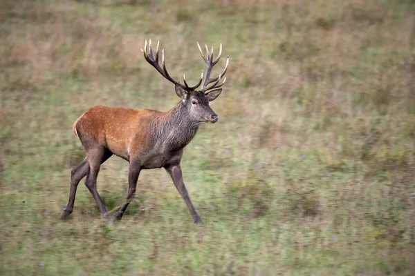 Veado vermelho andando em um prado com grama seca no outono — Fotografia de Stock