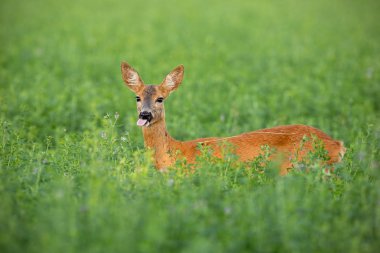 Karaca doe ayakta yonca alan üzerine yaz
