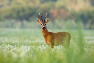 Roe deer buck with dark antlers on a meadow with wildflowers in summer clipart