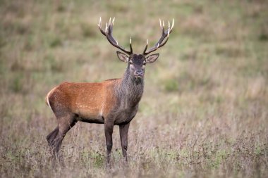 Kırmızı geyik geyik ayakta ve sonbaharda kuru çim ile bir çayır da izliyor