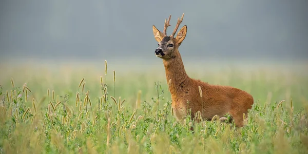 Бак для оленів, що стоїть у високій траві, дивлячись далеко з копіювальним простором — стокове фото