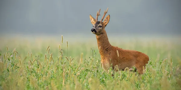 Roe veado fanfarrão de pé na grama alta olhando para longe com espaço de cópia — Fotografia de Stock