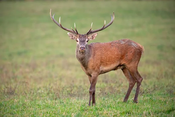 Veado vermelho olhando para câmera em um prado verde — Fotografia de Stock