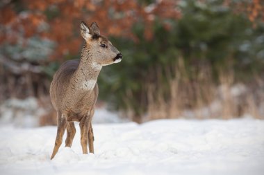 Karaca, kışın derin karda capreolus capreolus.