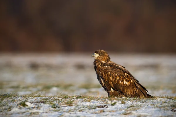 Águila de cola blanca juvenil, haliaeetus albicilla, en invierno sentada sobre una nieve . —  Fotos de Stock