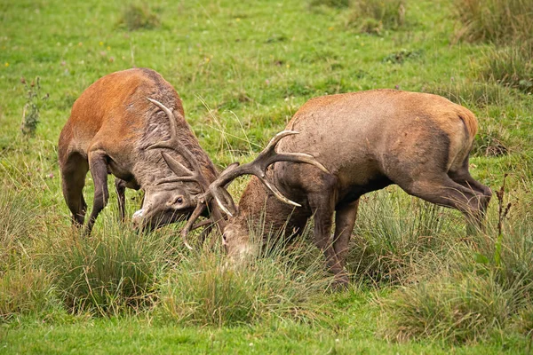 Jelen, cervus elaphus, bojovat během říje. — Stock fotografie