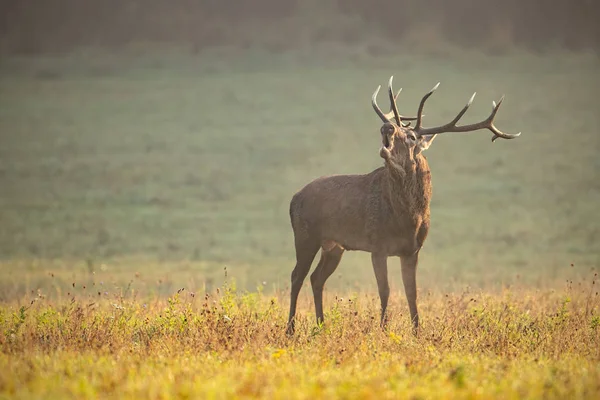 Kırmızı geyik kopya için alan ile sabah ışığında rutting sezonunda feryat geyik — Stok fotoğraf