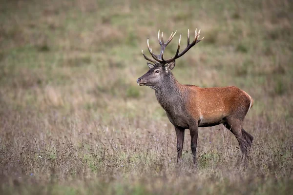 Kırmızı geyik geyik ayakta ve sonbaharda kuru ot ile bir çayır üzerinde bir kenara bakıyor — Stok fotoğraf
