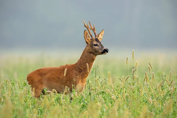 Ciervo de corzo de pie en la hierba alta mirando hacia otro lado —  Fotos de Stock
