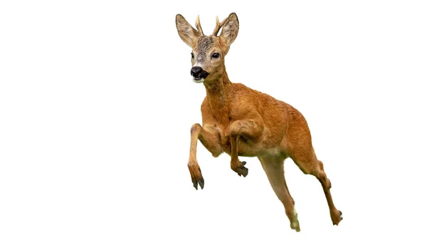 Reeën Buck rennen snel in de zomer geïsoleerd op wit — Stockfoto