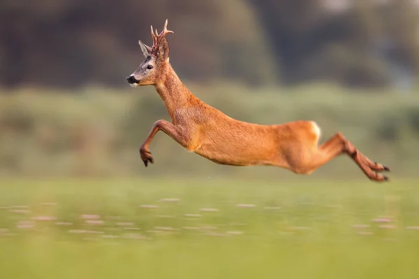 https://st4.depositphotos.com/15503194/28134/i/450/depositphotos_281348596-stock-photo-roe-deer-buck-jumping-high.jpg