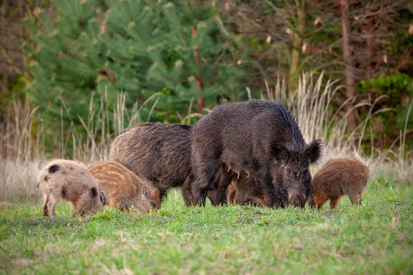 Porca selvagem com pequenos leitões descascados pastando na natureza fresca da primavera . — Fotografia de Stock