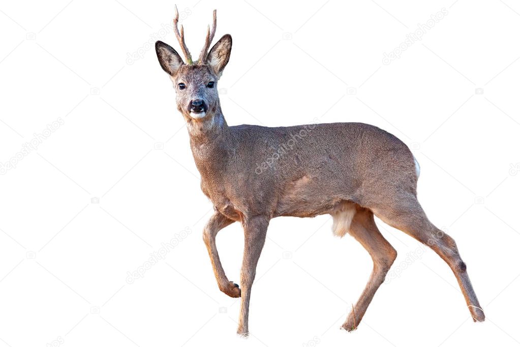 Roe deer buck in winter coating with antlers walking isolated on white