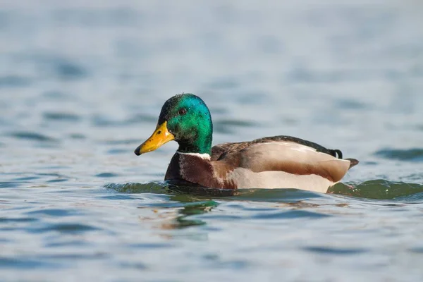 Mallard kachní samec plující na řece v zimě — Stock fotografie