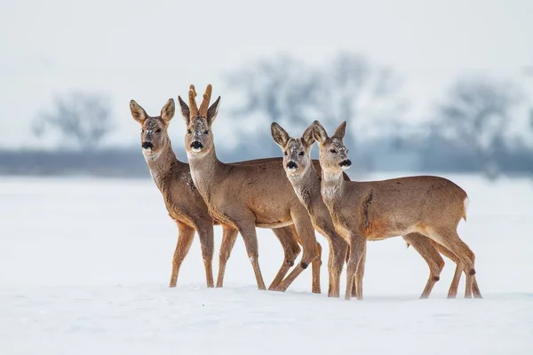 Roe deer herd in winter standing close together in deep snow. — Stock Photo, Image
