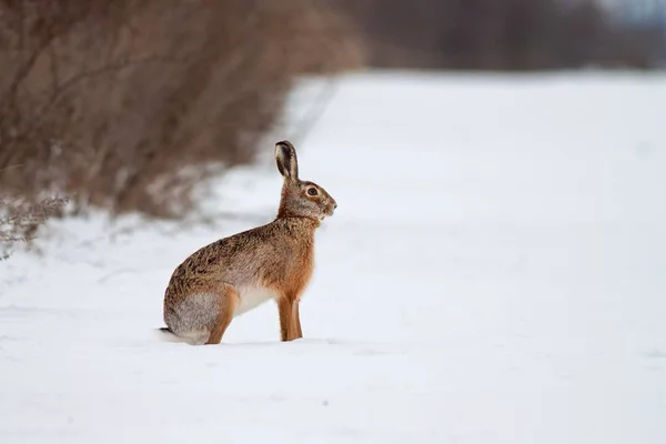 Lebre marrom europeia na neve no inverno com fundo branco — Fotografia de Stock