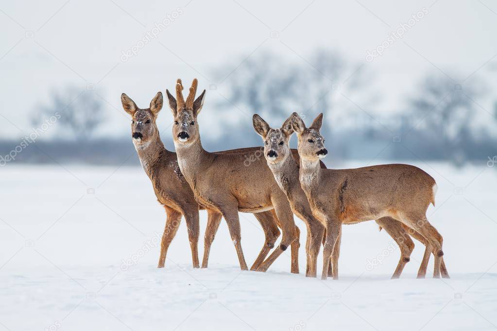 Roe deer herd in winter standing close together in deep snow.