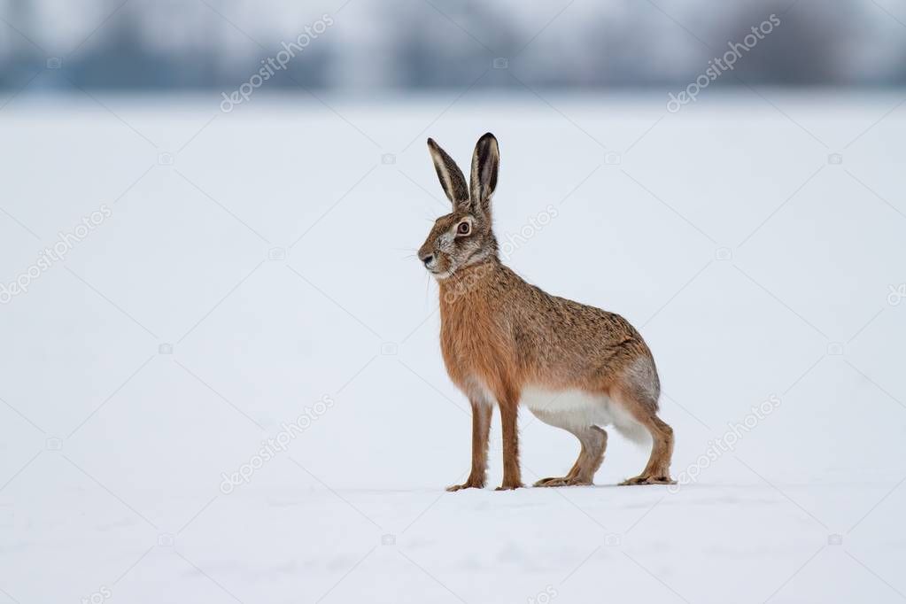 European brown hare on snow in winter with white background