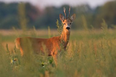 Metin alanı ile yan görünümden saman alanında ayakta karaca geyik.