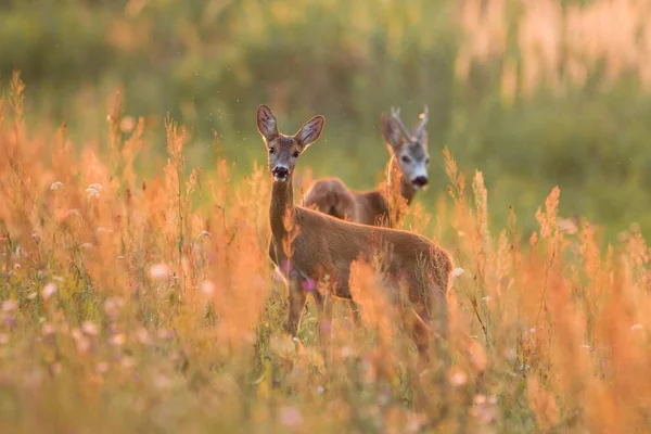 Roe deer couple standing in the meadow from side view with space for text. — Stock Photo, Image