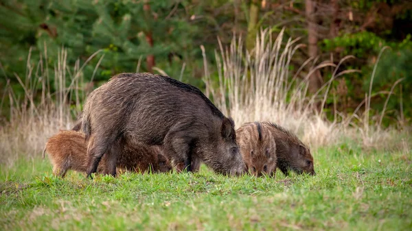 Boi selvagem rebanho de porco e pequenos leitões despojados alimentando-se de grama na primavera . — Fotografia de Stock