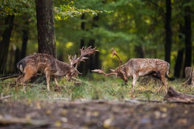 Two fallow deer fighting against each other in forest with copyspace. clipart