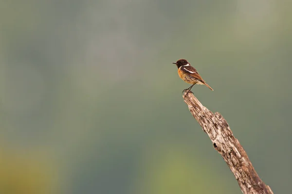 Europeu stonechat sentado no comprado no verão com espaço para cópia . — Fotografia de Stock