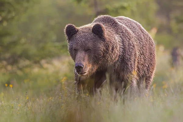 Manlig brunbjörn stående på ängen på sommaren med suddig bakgrund. — Stockfoto