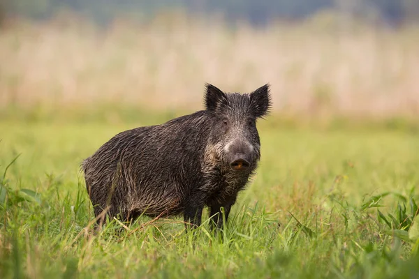 Wild zwijn staande op het gras in de zomer met onscherpe achtergrond. — Stockfoto