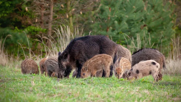 Group of wild boars with tiny stripped piglets feeding in wilderness in spring.