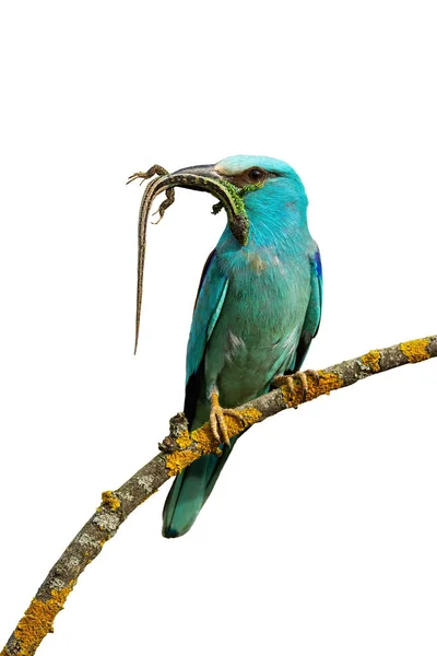 Front view of european roller sitting on perch holding lizard isolated on white — Stock Photo, Image